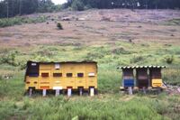 Bienenstand in Reisenbach
